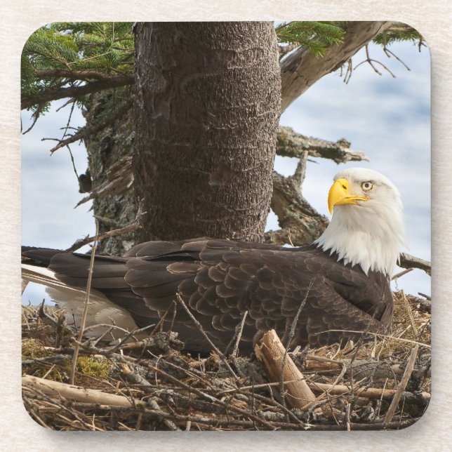 Nesting Bald Eagle Beverage Coaster (Front)