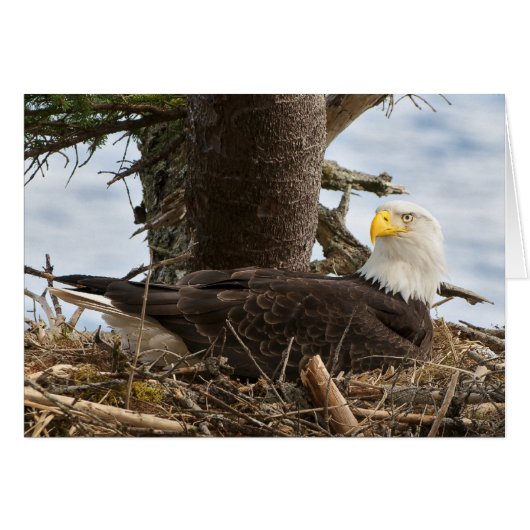 Nesting Bald Eagle Cards (Front Horizontal)