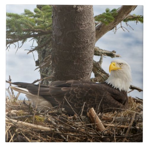 Nesting Bald Eagle Ceramic Tile