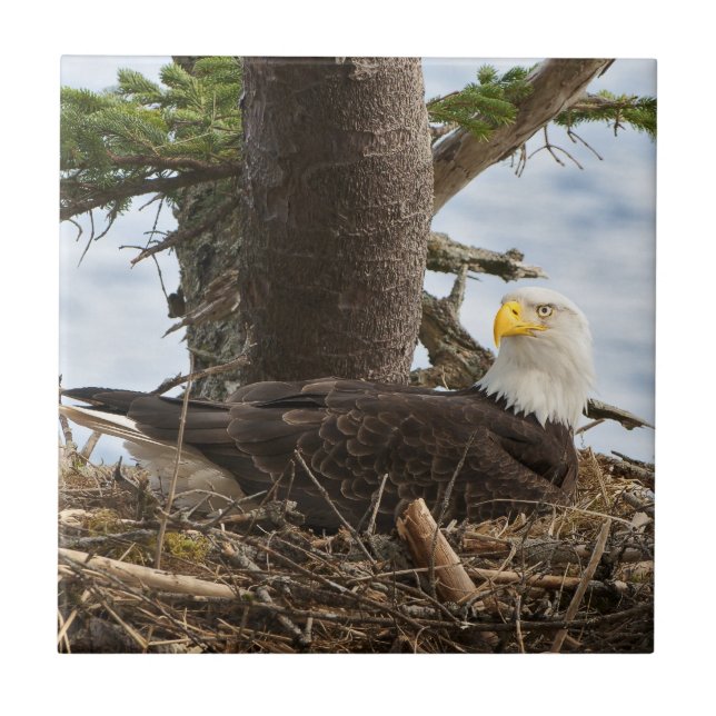 Nesting Bald Eagle Ceramic Tile (Front)
