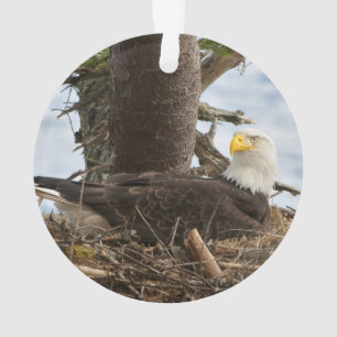 Nesting Bald Eagle Ornament