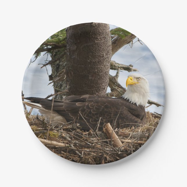 Nesting Bald Eagle Paper Plates (Front)