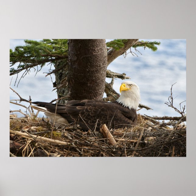 Nesting Bald Eagle Poster (Front)