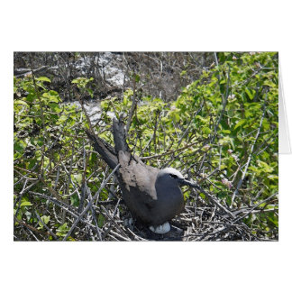 Nesting Bird, Lady Elliot Island