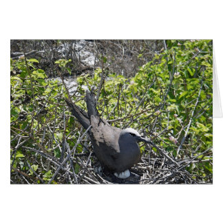 Nesting Bird, Lady Elliot Island Cards