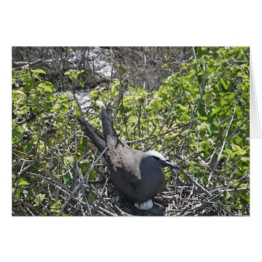Nesting Bird, Lady Elliot Island Cards (Front Horizontal)