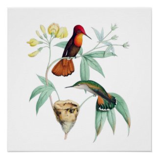 Nesting Hummingbirds Natural History Poster Print