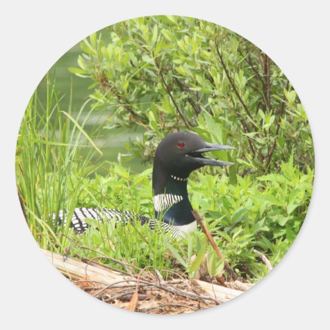 Nesting Loon Stickers (Front)