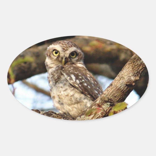 Nesting Owl Oval Sticker (Front)
