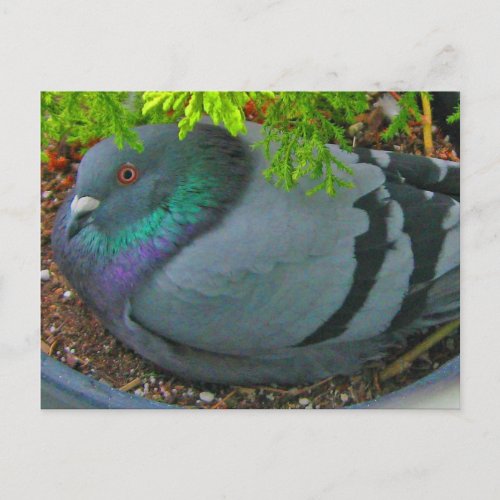 Nesting Pigeon Postcard