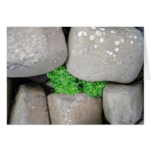 Nestle (Front Horizontal)