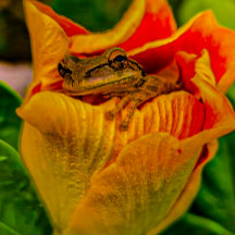 “Nestled Bloom” — Frog Art Print By Alicia C Lacy