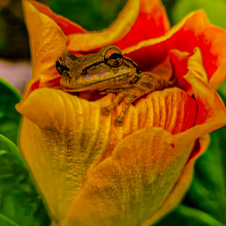 “Nestled Bloom” — Frog Art Print By Alicia C Lacy