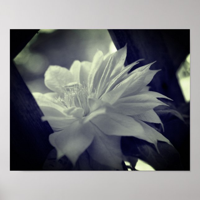 Nestled Clematis Flower Black And White Poster (Front)