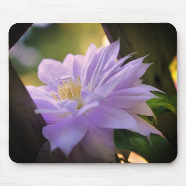 Nestled Clematis Flower  Mouse Pad (Front)