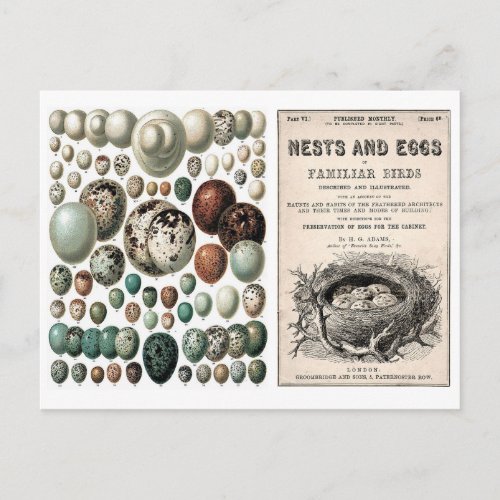 NESTS AND EGGS VINTAGE POSTCARD