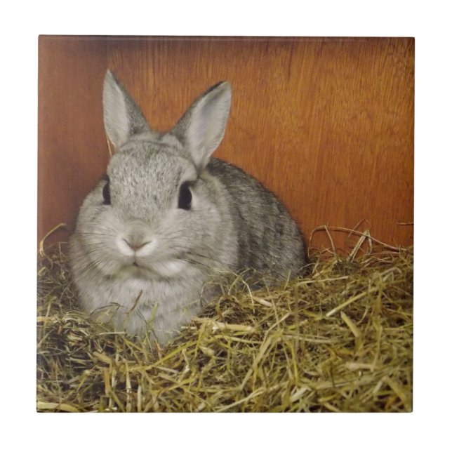 Netherland Dwarf Rabbit Ceramic Tile (Front)
