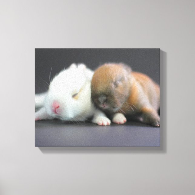 Netherland Dwarf Rabbits Canvas Print (Front)