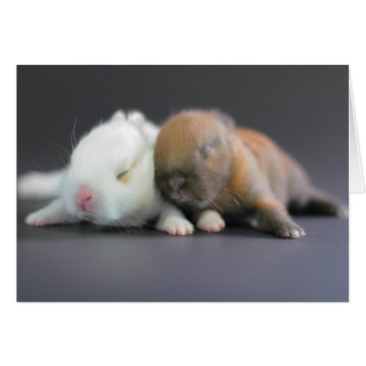 Netherland Dwarf Rabbits Cards (Front Horizontal)