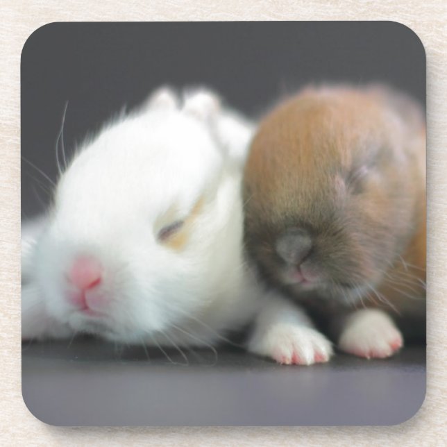 Netherland Dwarf Rabbits Drink Coaster (Front)