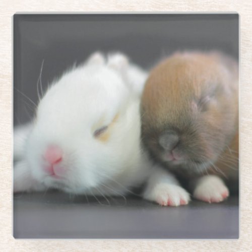 Netherland Dwarf Rabbits Glass Coaster