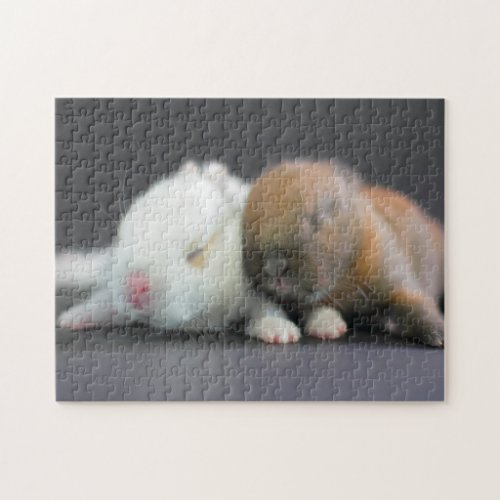 Netherland Dwarf Rabbits Jigsaw Puzzle