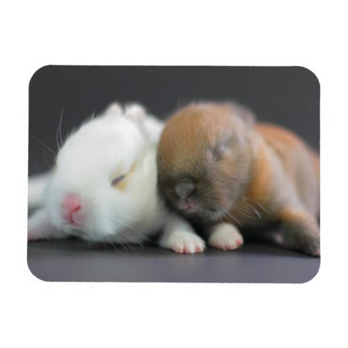 Netherland Dwarf Rabbits Magnet