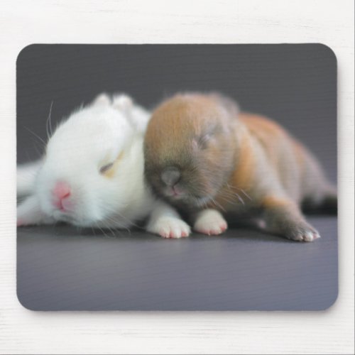 Netherland Dwarf Rabbits Mouse Pad