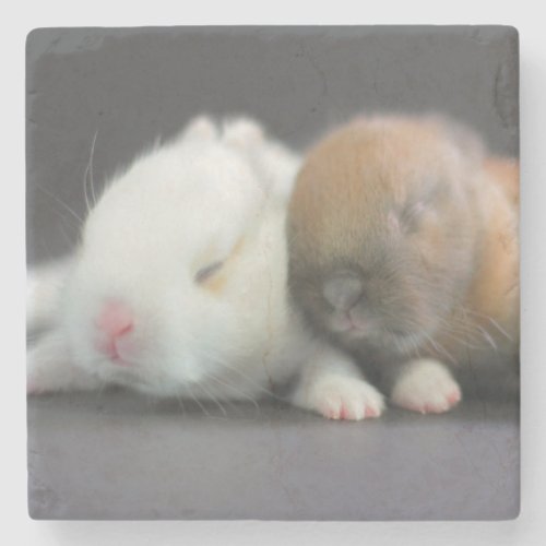Netherland Dwarf Rabbits Stone Coaster