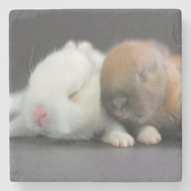 Netherland Dwarf Rabbits Stone Coaster (Front)