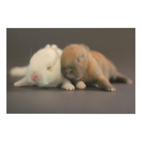 Netherland Dwarf Rabbits Wood Wall Decor