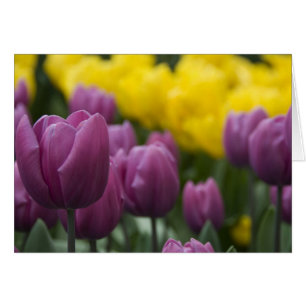 Netherlands aka Holland), Lisse. Keukenhof 10 Cards