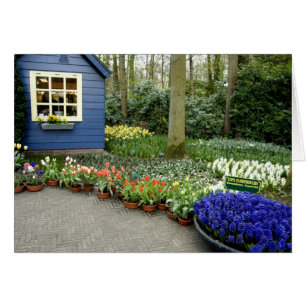 Netherlands aka Holland), Lisse. Keukenhof 11 Cards