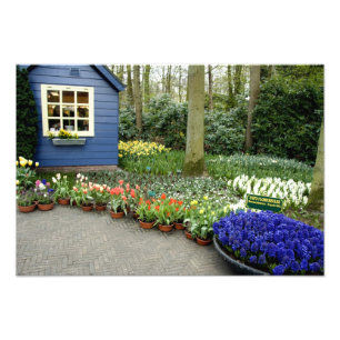 Netherlands aka Holland), Lisse. Keukenhof 11 Photo Print