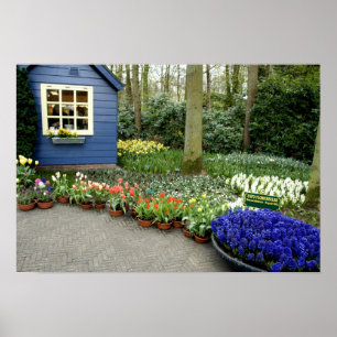 Netherlands aka Holland), Lisse. Keukenhof 11 Poster
