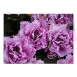 Netherlands (aka Holland), Lisse. Keukenhof 2 Cards