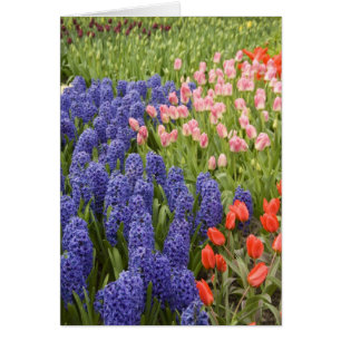 Netherlands aka Holland), Lisse. Keukenhof 2 Cards