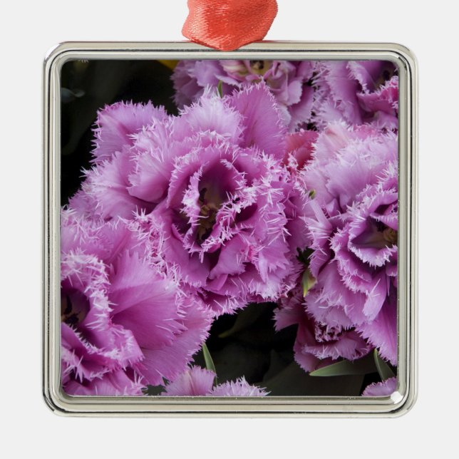 Netherlands (aka Holland), Lisse. Keukenhof 2 Metal Ornament (Front)