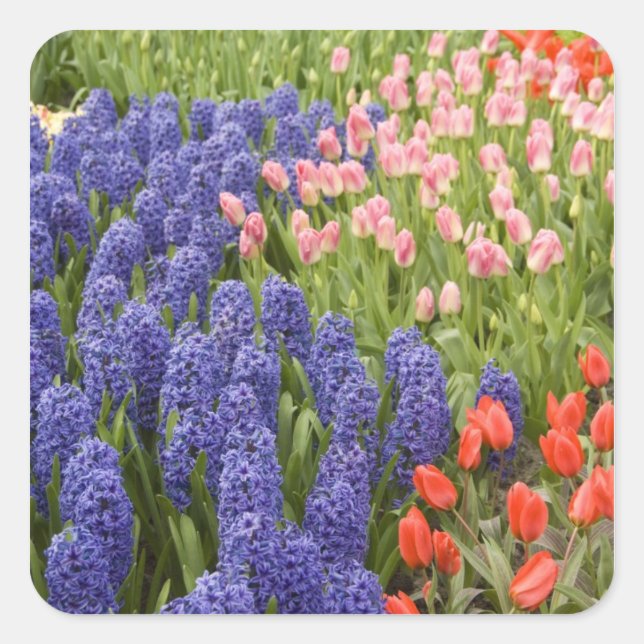 Netherlands aka Holland), Lisse. Keukenhof 2 Square Sticker (Front)