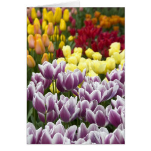 Netherlands aka Holland), Lisse. Keukenhof 3 Cards