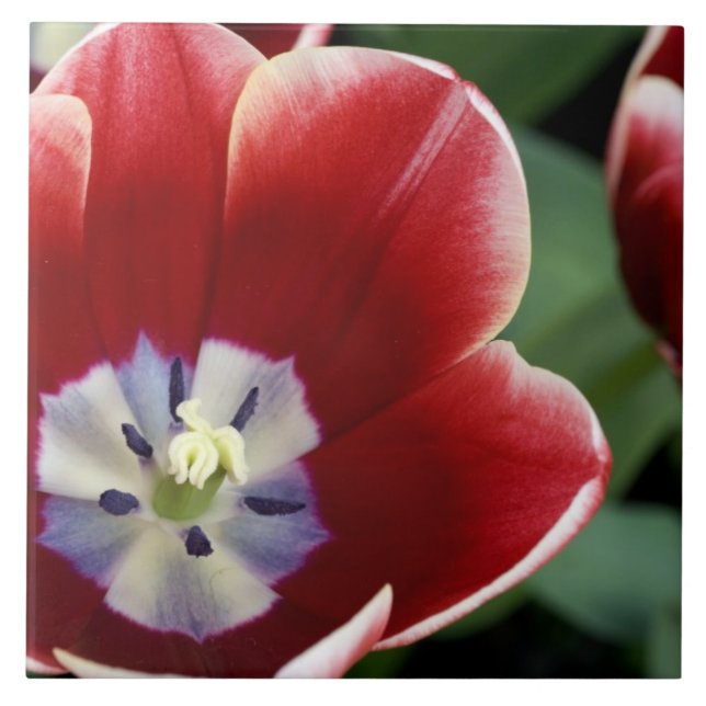 Netherlands (aka Holland), Lisse. Keukenhof 3 Ceramic Tile (Front)