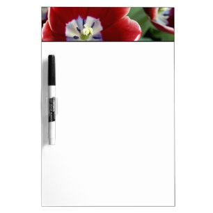 Netherlands (aka Holland), Lisse. Keukenhof 3 Dry-Erase Board