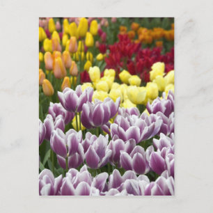 Netherlands aka Holland), Lisse. Keukenhof 3 Postcard