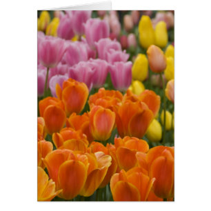 Netherlands aka Holland), Lisse. Keukenhof 4 Cards