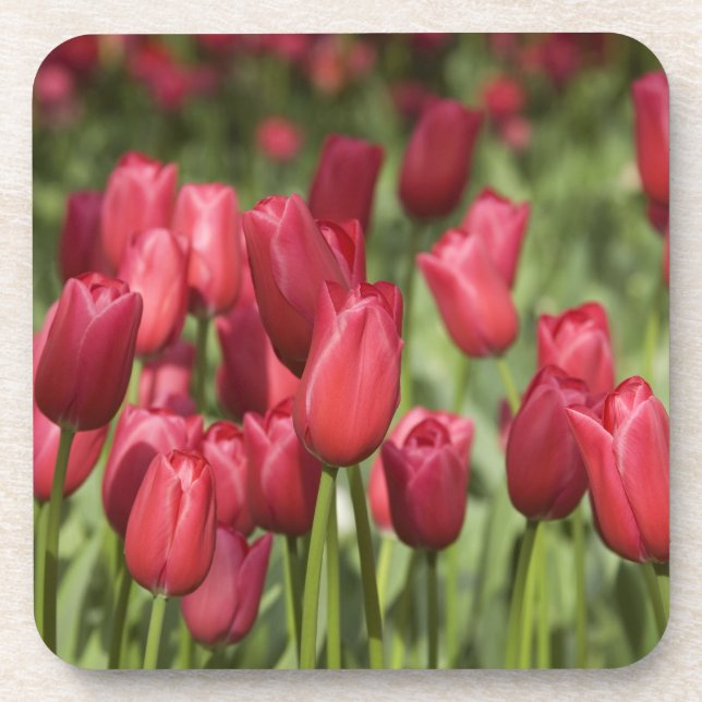 Netherlands (aka Holland), Lisse. Keukenhof 4 Drink Coaster (Front)