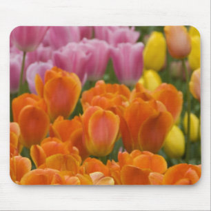 Netherlands aka Holland), Lisse. Keukenhof 4 Mouse Pad