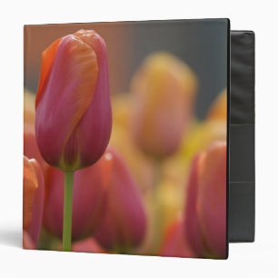 Netherlands aka Holland), Lisse. Keukenhof 6 3 Ring Binder