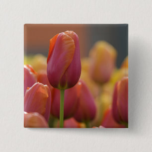 Netherlands aka Holland), Lisse. Keukenhof 6 Pinback Button