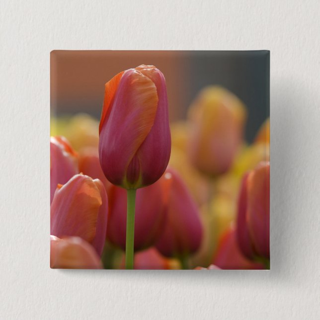 Netherlands aka Holland), Lisse. Keukenhof 6 Pinback Button (Front)