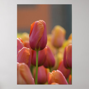 Netherlands aka Holland), Lisse. Keukenhof 6 Poster